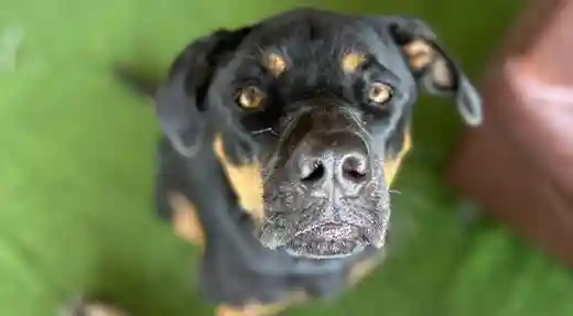 echo divers dog echo