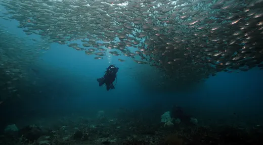 Fun diver swimming beneath a huge school of fish during a Koh Tao fun dive with Echo Divers.