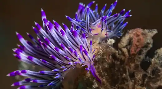 Underwater photography students photographing a pufferfish during a pro level course at Echo Divers Koh Tao
