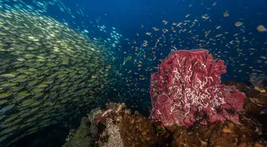 Large school of reef fish swimming over coral reef during a dive with Echo Divers Koh Tao