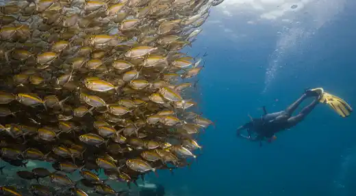 Scuba diver swimming calmly beside a large trevally school in Koh Tao with Echo Divers Koh Tao
