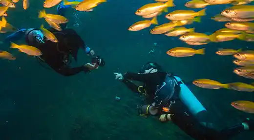 Fun diver hovering above the reef with a large school of fish during a scheduled dive with Echo Divers Koh Tao.