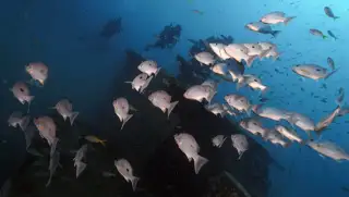 echo-divers-koh-tao-ssi-basic-wreck-diving-specialty-htms-wreck-kohtao-thailand