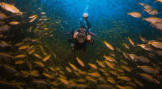 Fun diver swimming beneath a huge school of fish during a Koh Tao fun dive with Echo Divers.