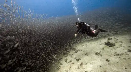  A diver swims alongside a massive school of fish while being photographed during an underwater photo and video session with Liquid Light Studio and Echo Divers Koh Tao. 