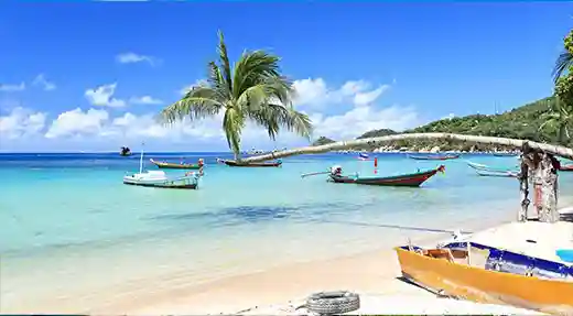 Leaning palm tree over turquoise water with longtail boats anchored off Sairee Beach on Koh Tao Thailand.