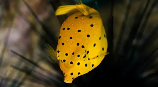 yellow boxfish macro marine life koh tao echo divers kohtao thailan