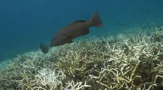 Echo Divers Koh Tao reef fish swimming above a shallow coral reef, Koh Tao, Thailand