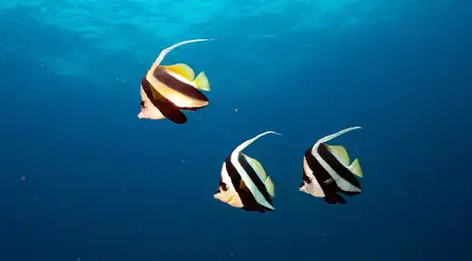 Echo Divers Koh Tao SSI Navigation Specialty reef fish cruising above a sandy bottom in clear blue water, Koh Tao, Thailand