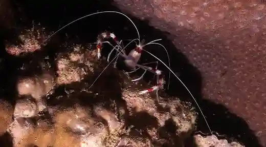 Echo Divers Koh Tao SSI Night Dive Specialty cleaner shrimp on coral during a night dive, Koh Tao, Thailand