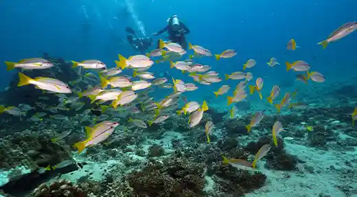 Echo Divers Koh Tao SSI Nitrox Specialty divers behind a school of yellowtail fish over a reef slope, Koh Tao, Thailand