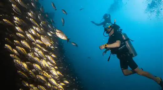 Echo Divers Koh Tao SSI Open Water course student hovering near a large school of fish on a training dive, Koh Tao, Thailand
