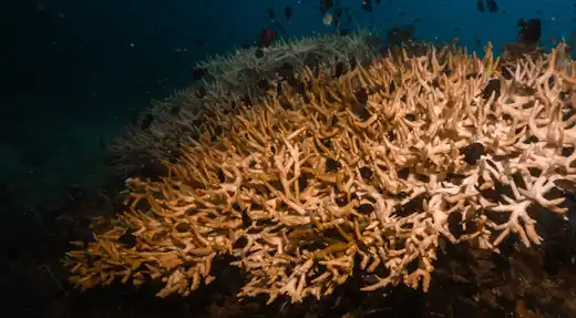 Echo Divers Koh Tao SSI Open Water course shallow reef scene with coral structure on a training dive, Koh Tao, Thailand
