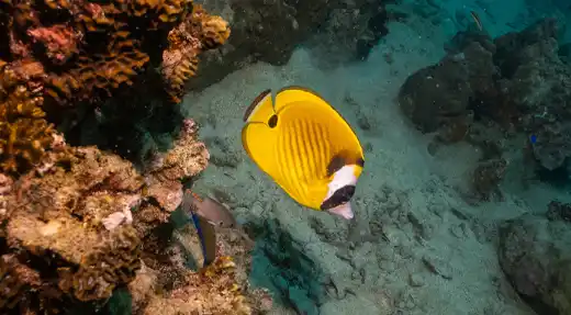 Echo Divers Koh Tao SSI Open Water course reef scene with a yellow butterflyfish swimming along coral, Koh Tao, Thailand