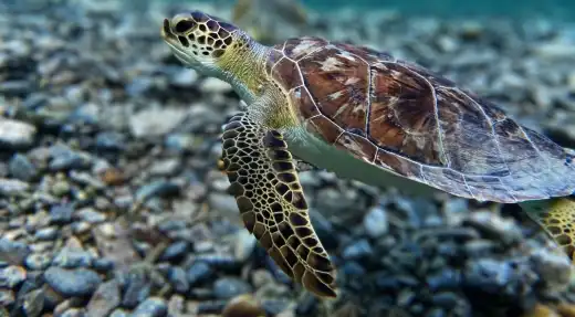Echo Divers Koh Tao Echo Hostel rooftop bar cocktail selection on the counter, Koh Tao, Thailand